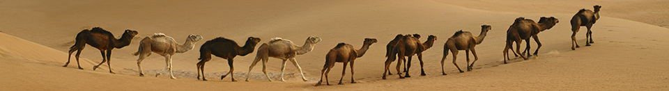 Impara Arabo (Marocchino)